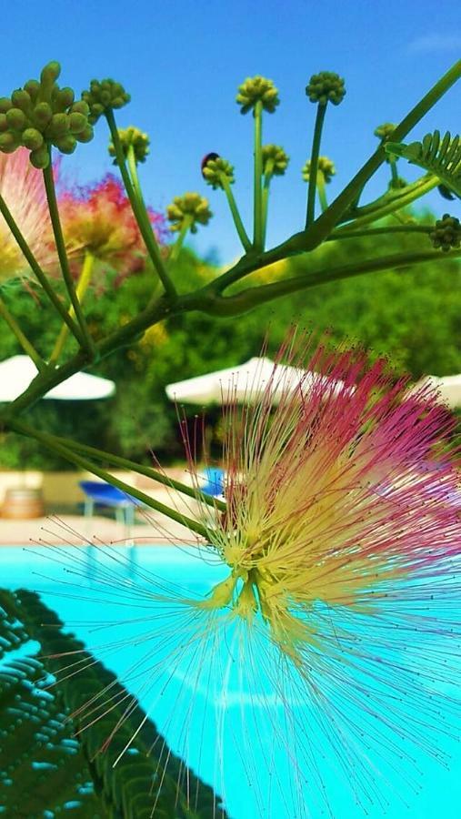 Agriturismo Terenzana Aparthotel Riparbella Exterior foto